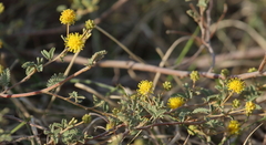 Mimosa rocae