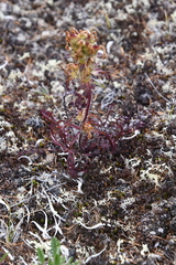 Pedicularis amoena