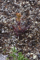 Pedicularis amoena
