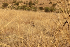 Leptailurus serval