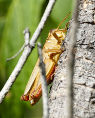 Melanoplus yarrowii