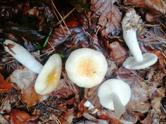 Russula solaris