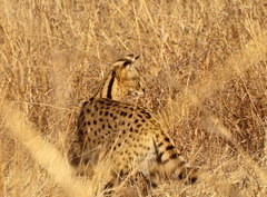 Leptailurus serval