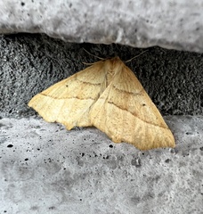 Tetracis jubararia