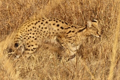Leptailurus serval