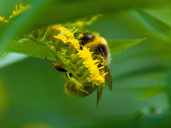 Bombus lucorum