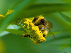 Bombus lucorum