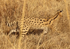 Leptailurus serval