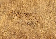 Leptailurus serval