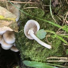 Cyclocybe aegerita