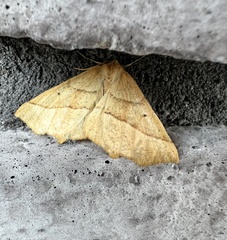 Tetracis jubararia