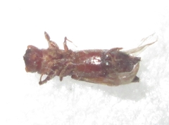 Platypodinae
