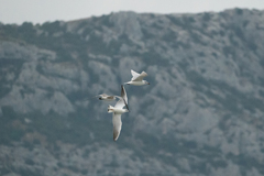 Ichthyaetus melanocephalus