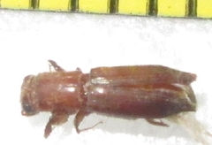 Platypodinae