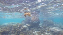 Kyphosus cinerascens