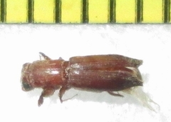 Platypodinae