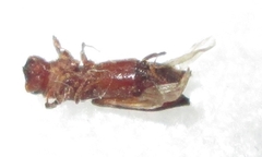 Platypodinae