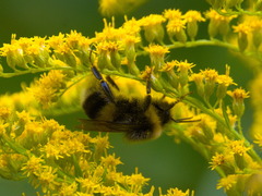 Bombus lucorum