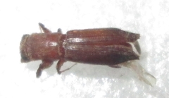 Platypodinae
