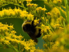 Bombus lucorum