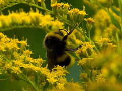 Bombus lucorum