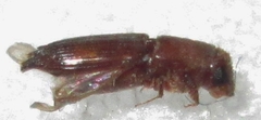 Platypodinae