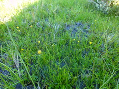 Cotula filifolia