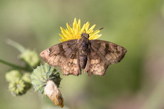 Nisoniades macarius