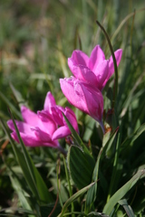 Babiana blanda