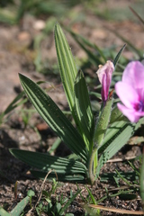 Babiana blanda