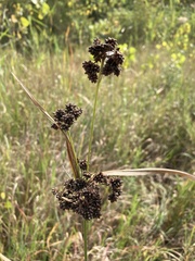 Scirpus atrovirens