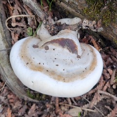 Trametes lactinea