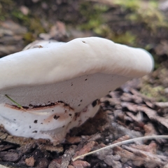 Trametes lactinea