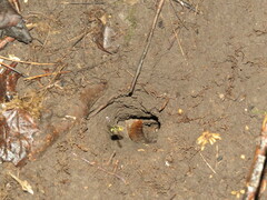 Vespula vulgaris