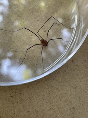 Leiobunum calcar