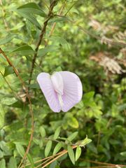 Centrosema virginianum