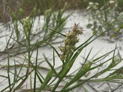 Cenchrus tribuloides