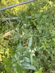 Eupatorium serotinum