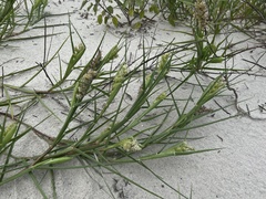 Cenchrus tribuloides