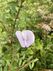 Centrosema virginianum