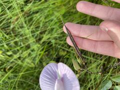 Centrosema virginianum