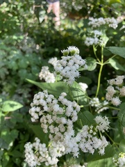 Ageratina altissima