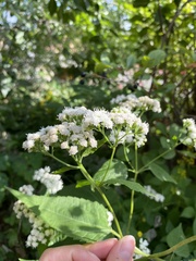 Ageratina altissima