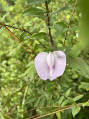 Centrosema virginianum