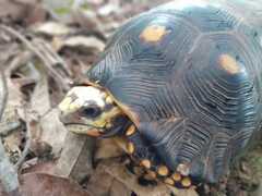 Chelonoidis carbonarius