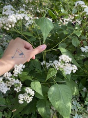 Ageratina altissima