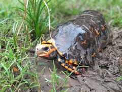 Chelonoidis carbonarius