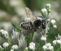 Megachile brevis