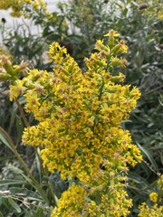 Solidago speciosa