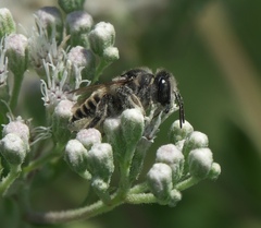 Megachile brevis